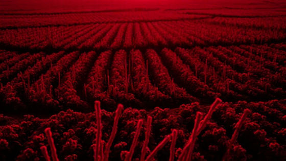 O conservadorismo que incendeia o presente para salvar a hierarquia